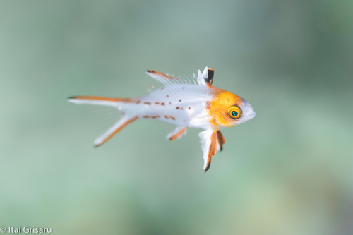 Lyretail hogfish (Bodianus anthioides) — Labridae