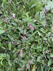 Persicaria