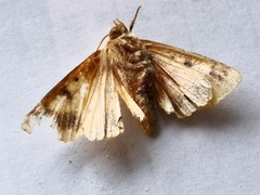 Helicoverpa assulta