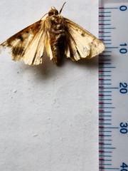 Helicoverpa assulta