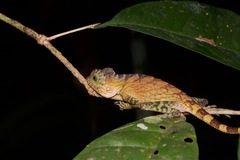 Gonocephalus bornensis