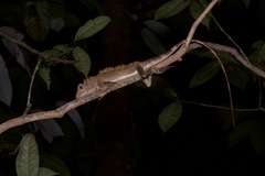 Gonocephalus bornensis
