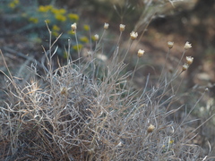 Psephellus trinervius