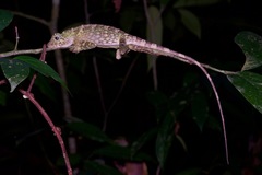 Gonocephalus bornensis