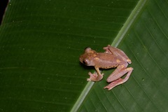 Rhacophorus pardalis