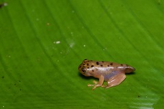 Rhacophorus pardalis