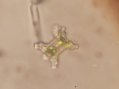 Staurastrum inconspicuum