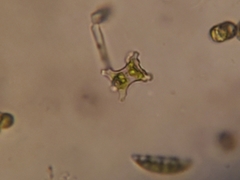 Staurastrum inconspicuum