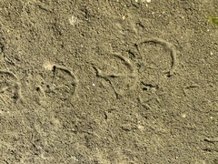 Phoenicopterus roseus