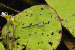 Austrocnemis maccullochi