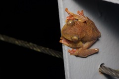 Rhacophorus pardalis