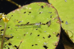 Austrocnemis maccullochi