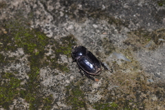 Trichogomphus mongol