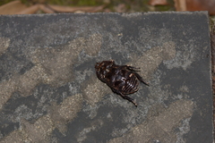 Trichogomphus mongol