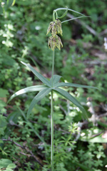 Fritillaria affinis affinis