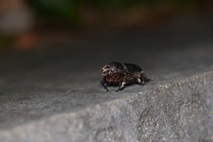 Trichogomphus mongol