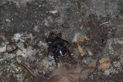 Trichogomphus mongol