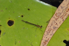 Austrocnemis maccullochi