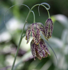 Fritillaria affinis affinis