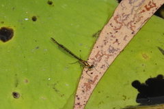 Austrocnemis maccullochi