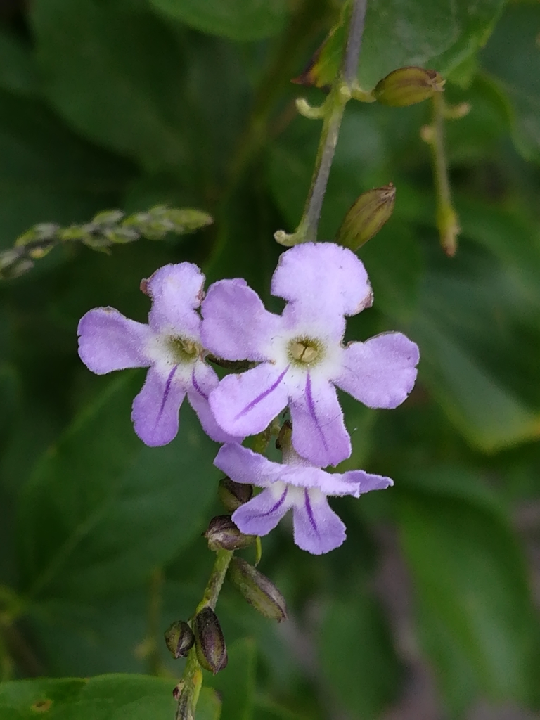 Coralillo ( Especies Introducidas e Invasoras de Guatemala ) · iNaturalist