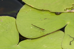 Austrocnemis maccullochi