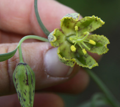 Fritillaria affinis affinis