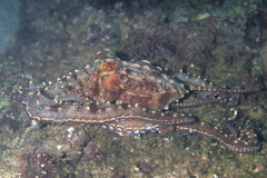 Callistoctopus