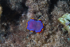 Pseudoceros ferrugineus