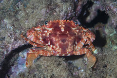 Goniosupradens hawaiensis