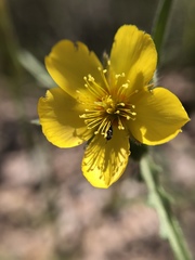 Mentzelia gracilenta