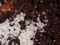 Austroponera castanea