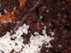 Austroponera castanea