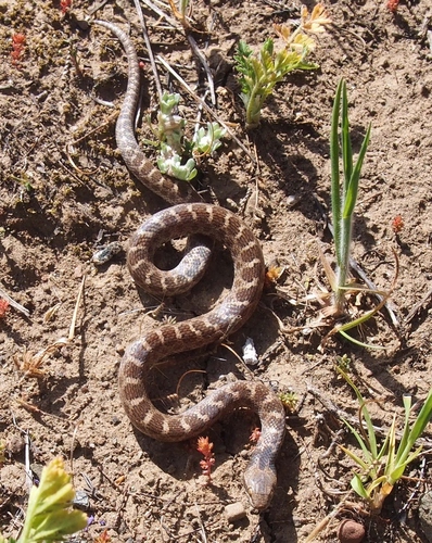 Photo of a Coast Nightsnake (Hypsiglena ochrorhynchus)