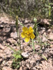 Mentzelia gracilenta
