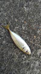 Trachurus japonicus