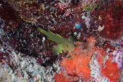 Priolepis aureoviridis