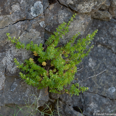 Galium productum image