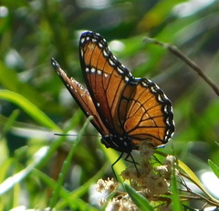 Limenitis archippus obsoleta