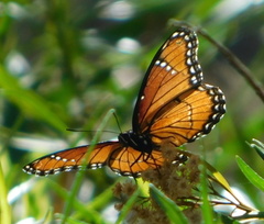 Limenitis archippus obsoleta