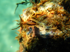 Lithophaga lithophaga