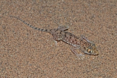 Stenodactylus petrii