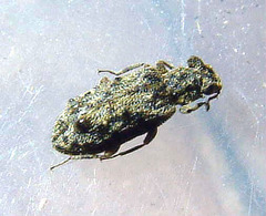 Zopheridae