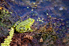 Pelophylax lessonae
