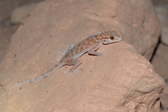 Ptyodactylus oudrii