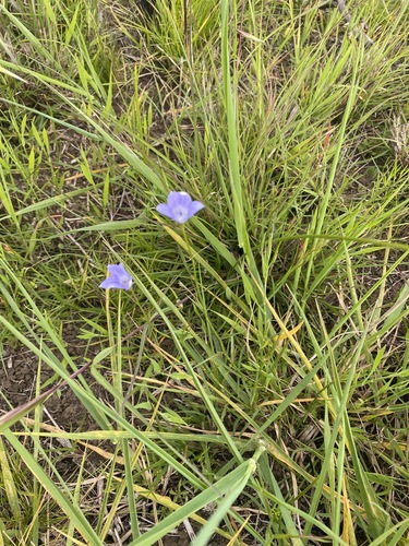 Image of Wahlenbergia capillaris by (c) Andrew Allen, some rights reserved (CC BY)