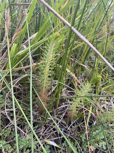 Image of Myriophyllum crispatum by (c) Andrew Allen, some rights reserved (CC BY)