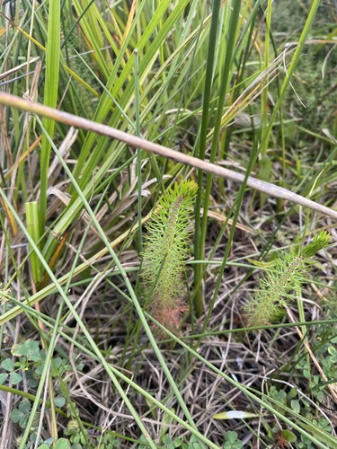 Image of Myriophyllum crispatum by (c) Andrew Allen, some rights reserved (CC BY)