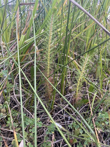 Image of Myriophyllum crispatum by (c) Andrew Allen, some rights reserved (CC BY)