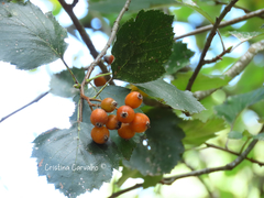 Karpatiosorbus latifolia